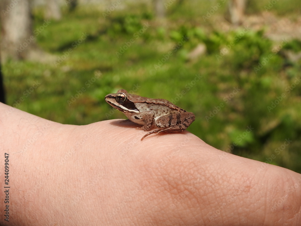 Obraz premium Frog