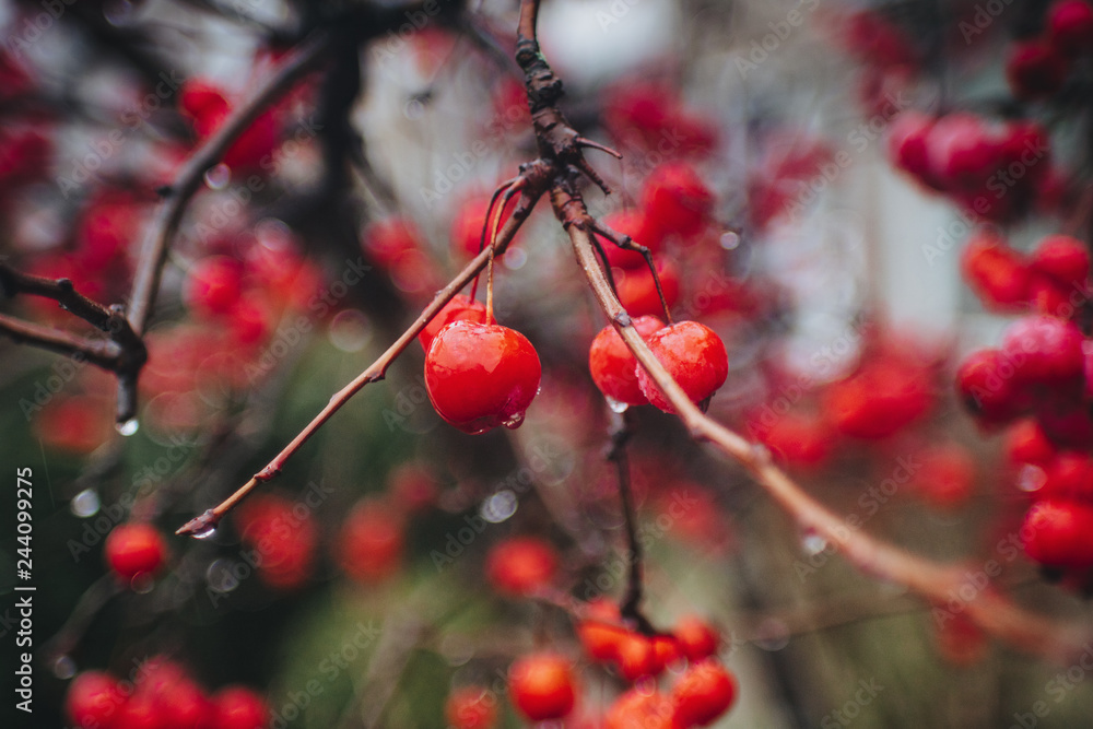 red berries in snow red berries in snow