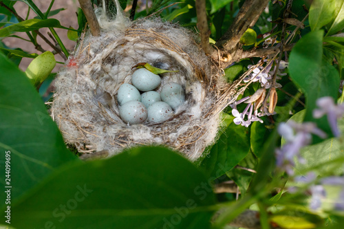 Goldfinch (Carduelis carduelis).