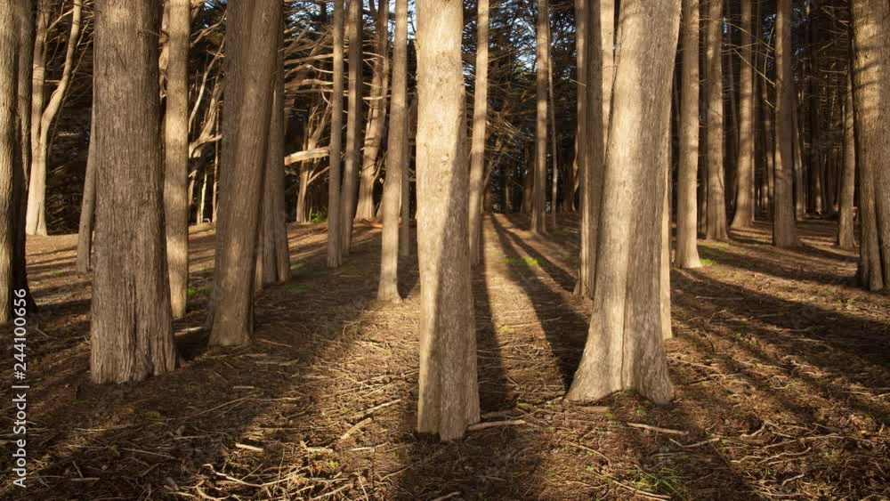 Cypress Tree Grove Sunset Timelapse 4k