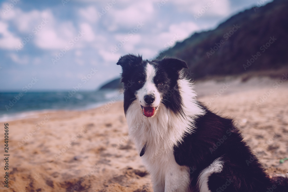 Fototapeta premium dog on beach