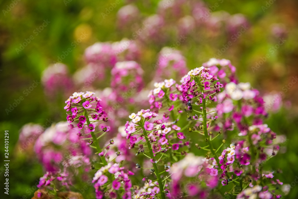 beautiful flowers on nature in park background beautiful flowers on nature in park background