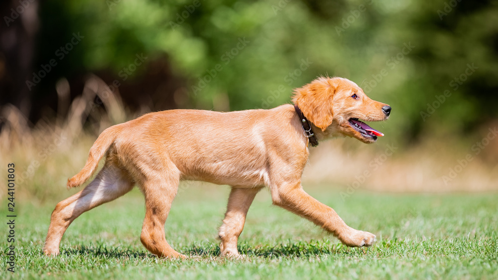 A Golden Retriever puppy walking across a park from the side on a sunny day.