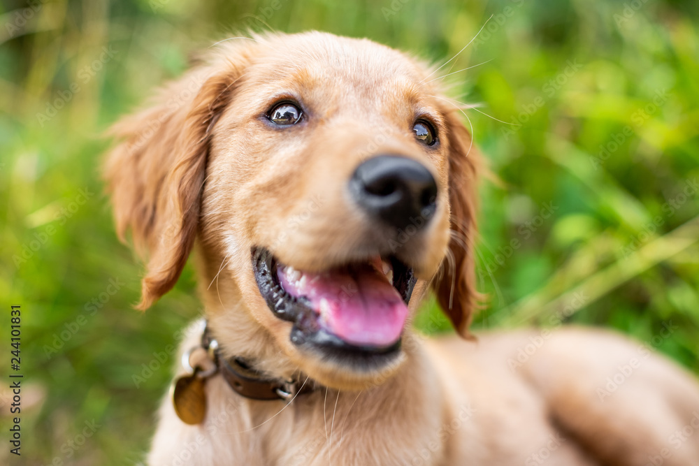A Golden Retriever puppy in rough grass with its mouth open and tongue out looking to the side of the camera wearing a leather collar with a metal pendant.
