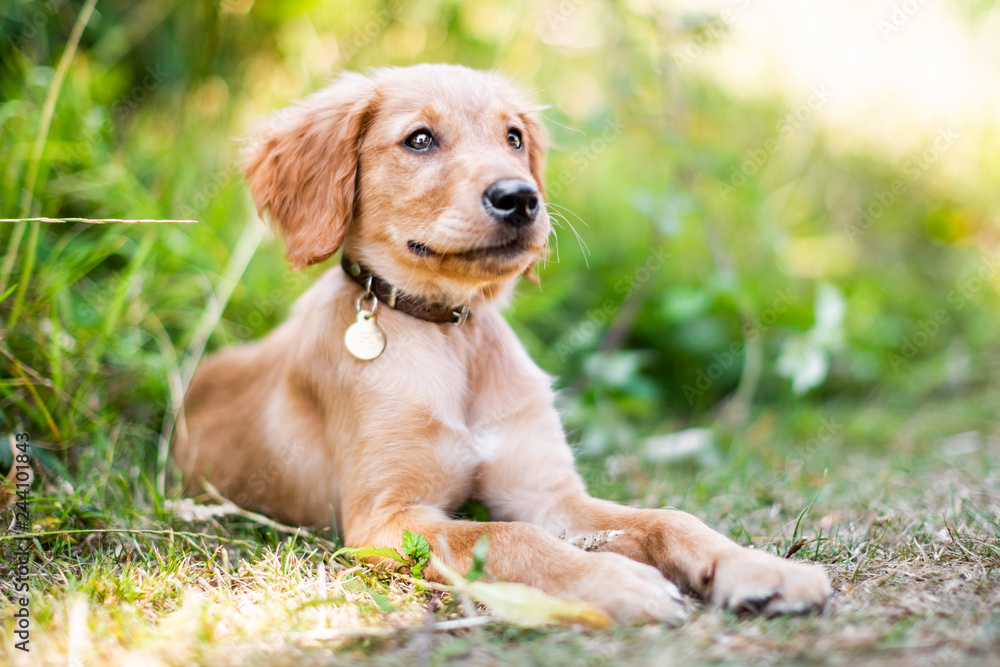 A Golden Retriever puppy lying in rough grass with its mouth open and tongue out looking to the side wearing a leather collar.