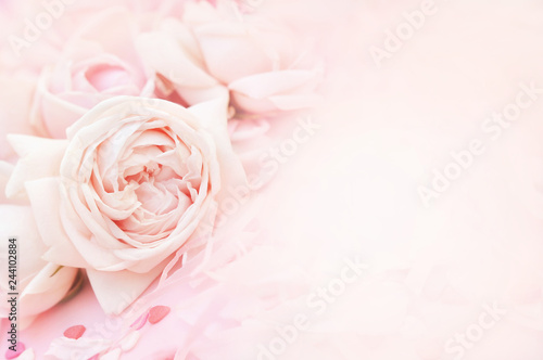 Summer blossoming delicate rose blooming flowers festive background, pastel and soft bouquet floral card, selective focus, toned 