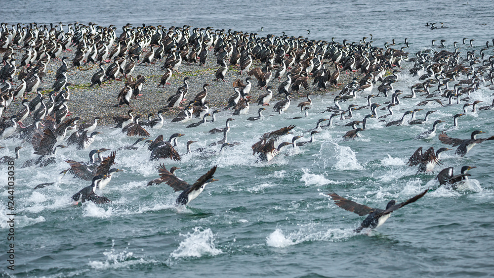 Fototapeta premium Colony of king cormorants Beagle Channel, Patagonia
