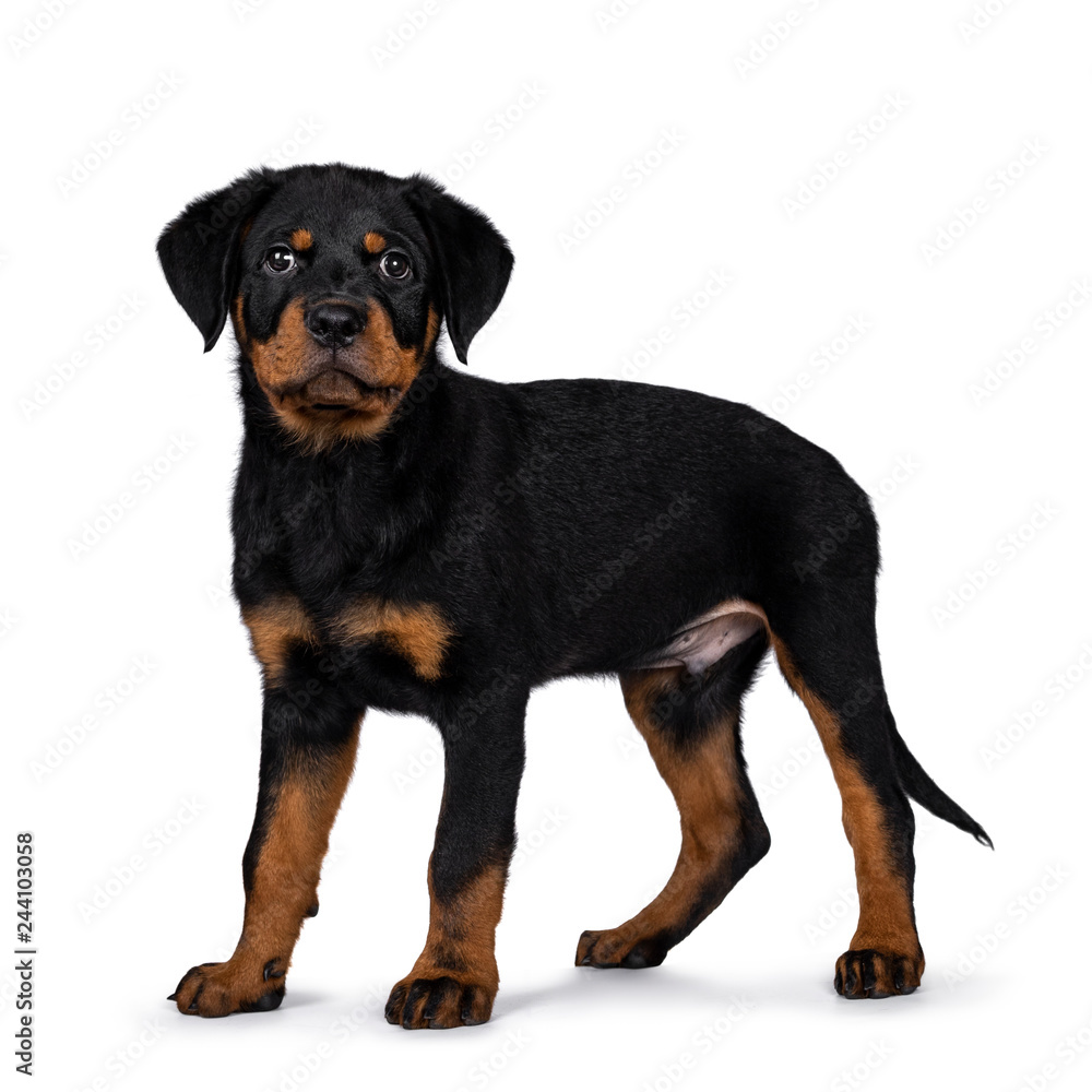Cute Rottweiler dog puppy standing side ways and straight at camera with dark sweet eyes. Isolated on white background. Tail hanging down.