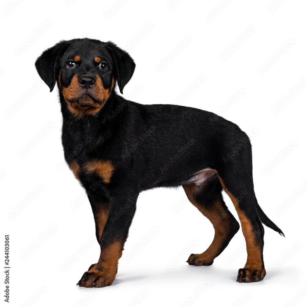 Cute Rottweiler dog puppy standing side ways and straight at camera with dark sweet eyes. Isolated on white background. Tail hanging down.