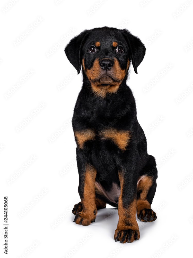 Cute Rottweiler dog puppy sitting facing front and looking straight at lens with dark sweet eyes. Isolated on white background. Cute Rottweiler dog puppy sitting facing front and looking straight at lens with dark sweet eyes. Isolated on white background.