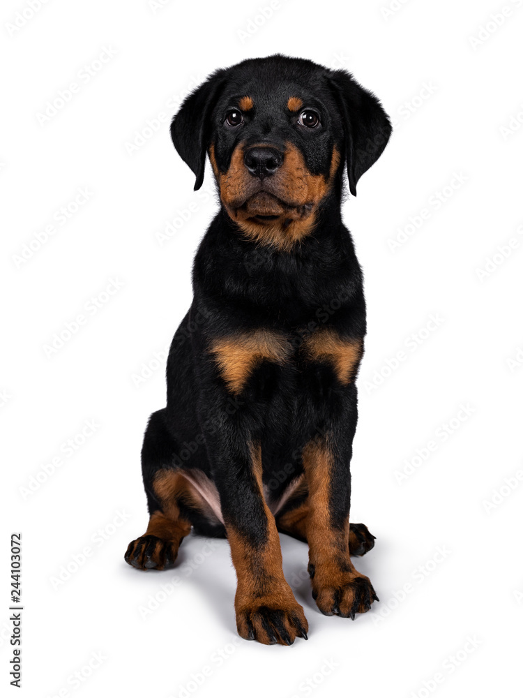 Cute Rottweiler dog puppy sitting facing front and looking straight at lens with dark sweet eyes. Isolated on white background.