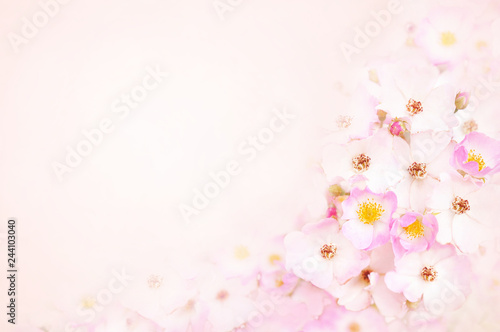 Spring blossom or summer blossoming rose (rosehip), toned, bokeh flower background, pastel and soft floral card 