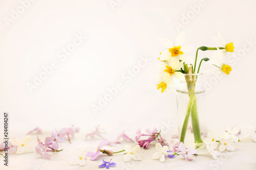 Spring blossoming yellow daffodils, springtime blooming narcissus (jonquil) flowers on pink pastel background, toned	