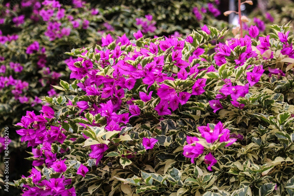 Obraz premium Variegated leaf purple Bougainvillea 