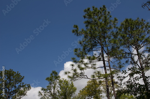 Fotografie Blue sky and treetops