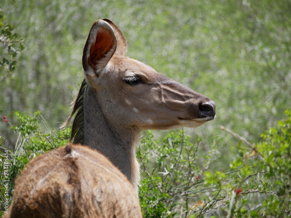 Obraz premium Antilope