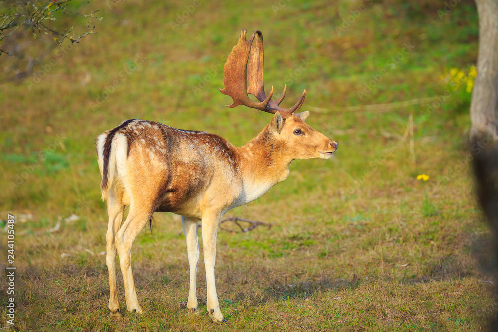 Obraz premium Fallow deer Dama Dama stag in Autumn