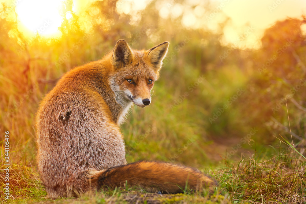Wild red fox Vulpes Vulpes evening sunset - obrazy, fototapety, plakaty 