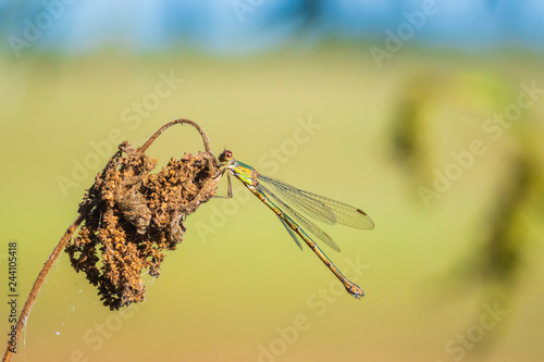 Detail closeup of a western willow emerald damselfly Chalcolestes viridis photo