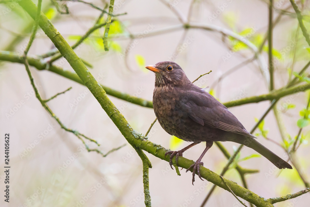 Obraz premium Female blackbird turdus merula perched in a tree