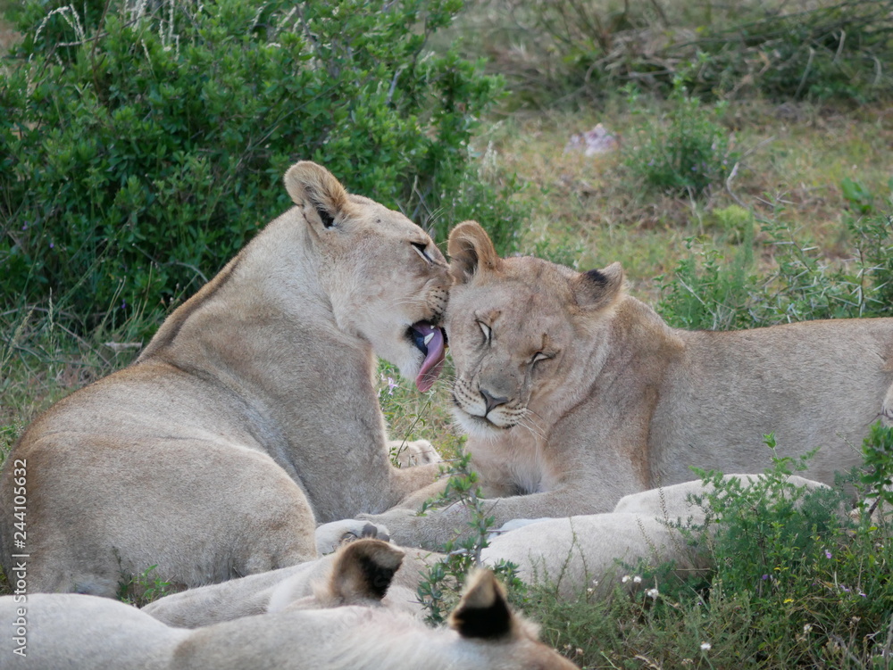 Naklejka premium Löwen