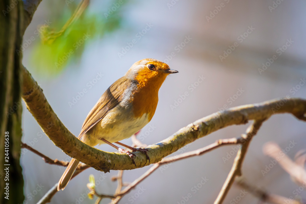 Obraz premium European robin bird (Erithacus rubecula) singing