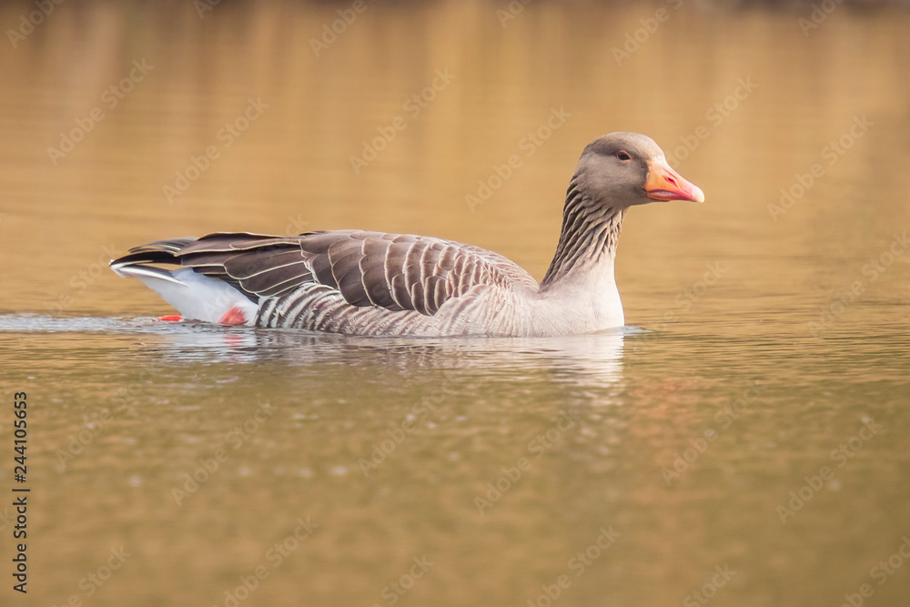 Fototapeta premium Greylag goose, Anser Anser, swimming in a lake