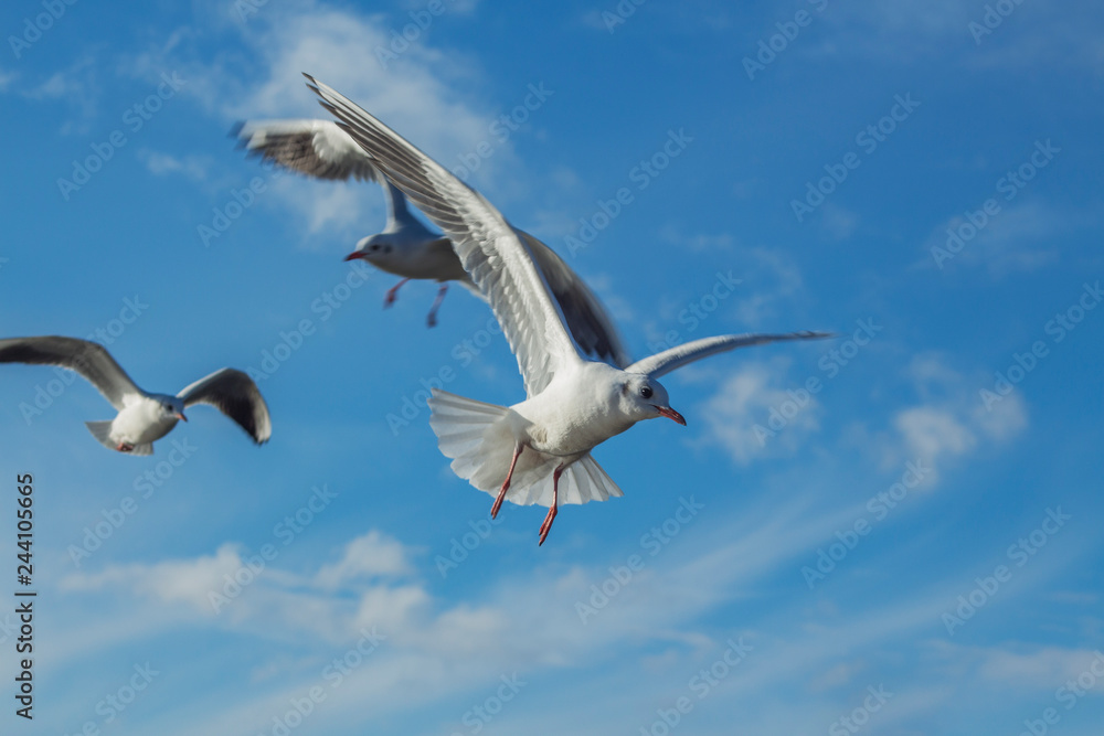 Obraz premium Mewy rzeczne latające w błękitne niebo z białymi chmurami. Jezioro Ochrydzkie, Macedonia.