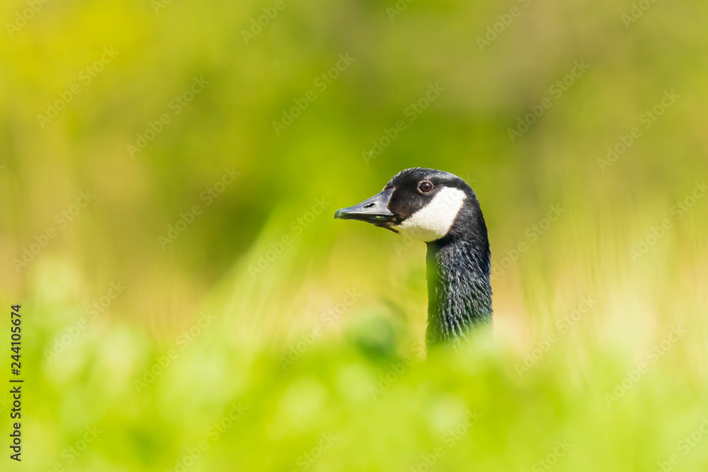 Obraz premium Canadian goose Branta canadensis in a meadow