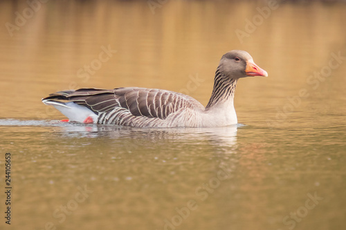 Greylag goose, Anser Anser, swimming in a lake