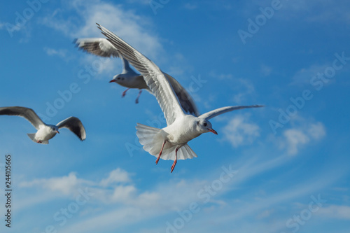 River gulls flying in the blue sky with white clouds. Ohrid Lake  Macedonia.