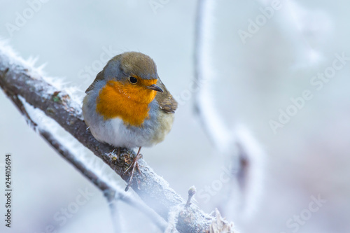 Vászonkép European robin bird Erithacus rubecula in Winter snow