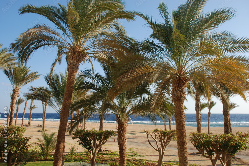 Palm trees on the beach at Port Ghalib in Egypt