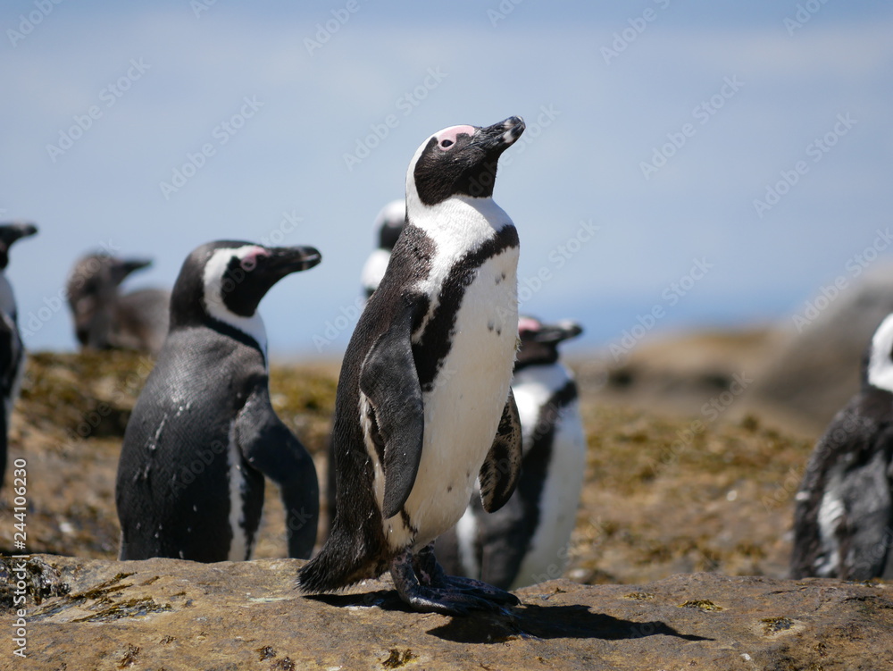 Naklejka premium Pinguine