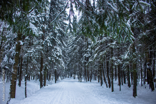 fir branches in the winter forest on a snowy natural background