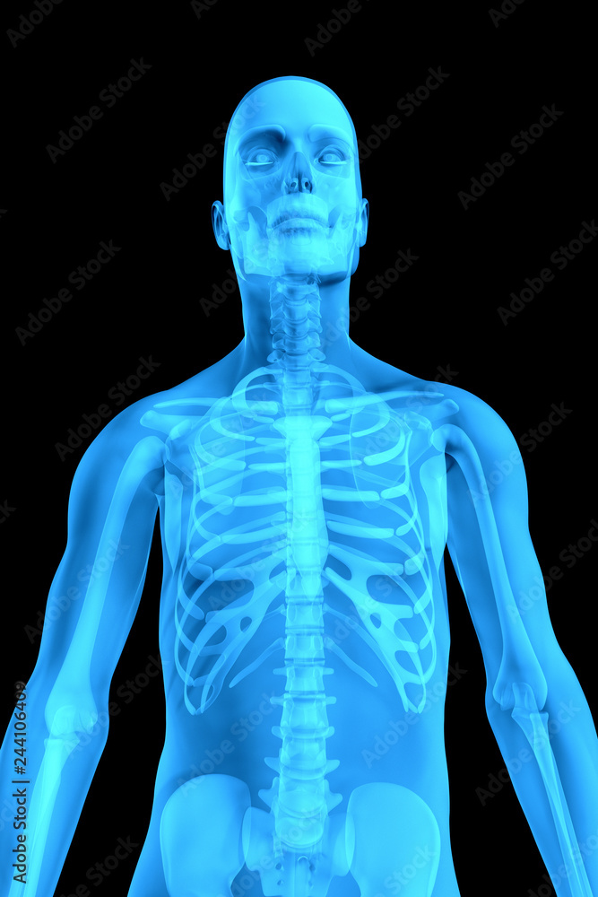x ray 3d rendered skeletal medical illustration x ray 3d rendered skeletal medical illustration