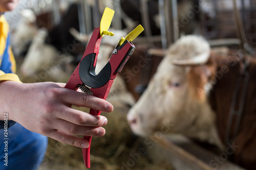 Принти на полотні Veterinarian holding ear tag applicator for cows