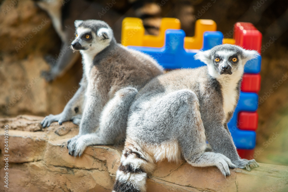 Obraz premium Lemur