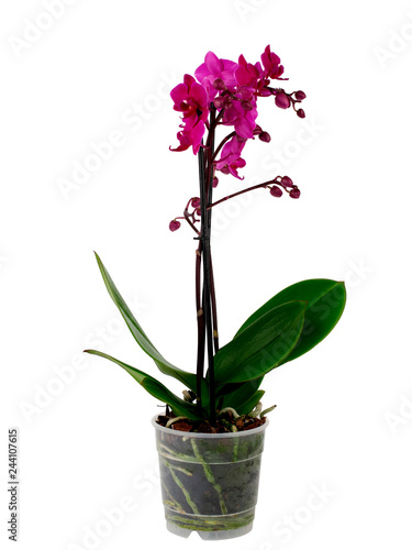 purple orchid in pot isolated on white background