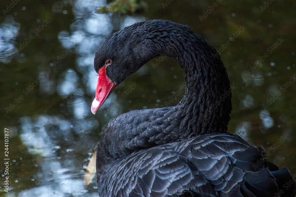Fototapeta premium black swan