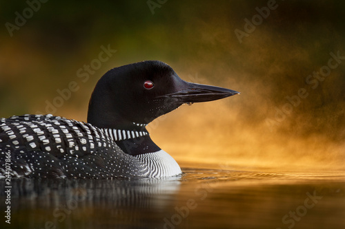 Morning Mist Loon Headshot