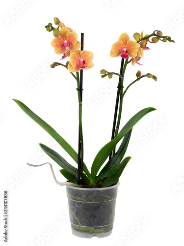 orange orchid in pot isolated on white background