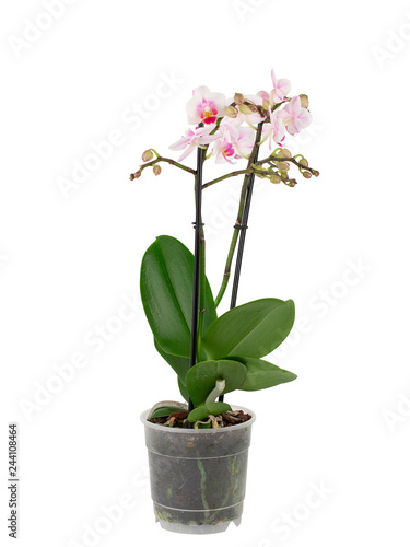 Fototapeta Naklejka Na Ścianę i Meble -  white orchid in pot isolated on white background