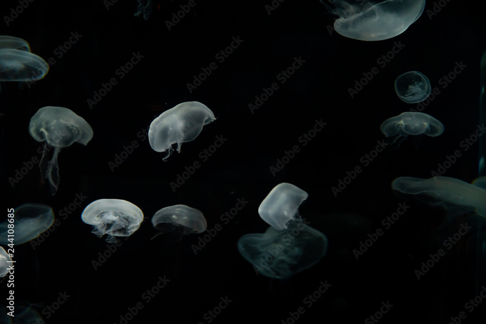 Jellyfish Swimming Jellyfish Swimming