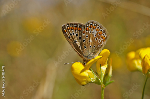 Schmetterling Deutschlands - Himmelblauer Bläuling photo