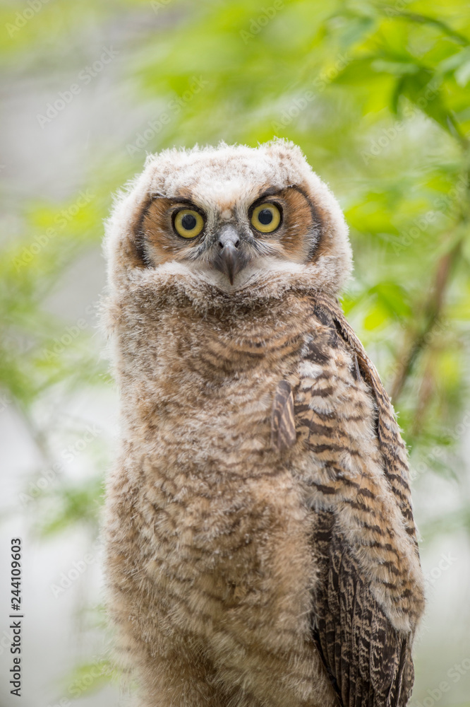 Obraz premium Owlet Stare