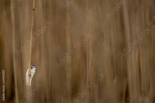 Downy Woodpecker Peek