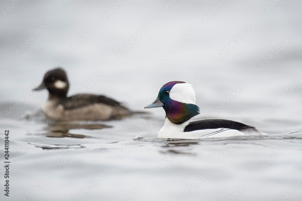 Fototapeta premium Bufflehead Pair