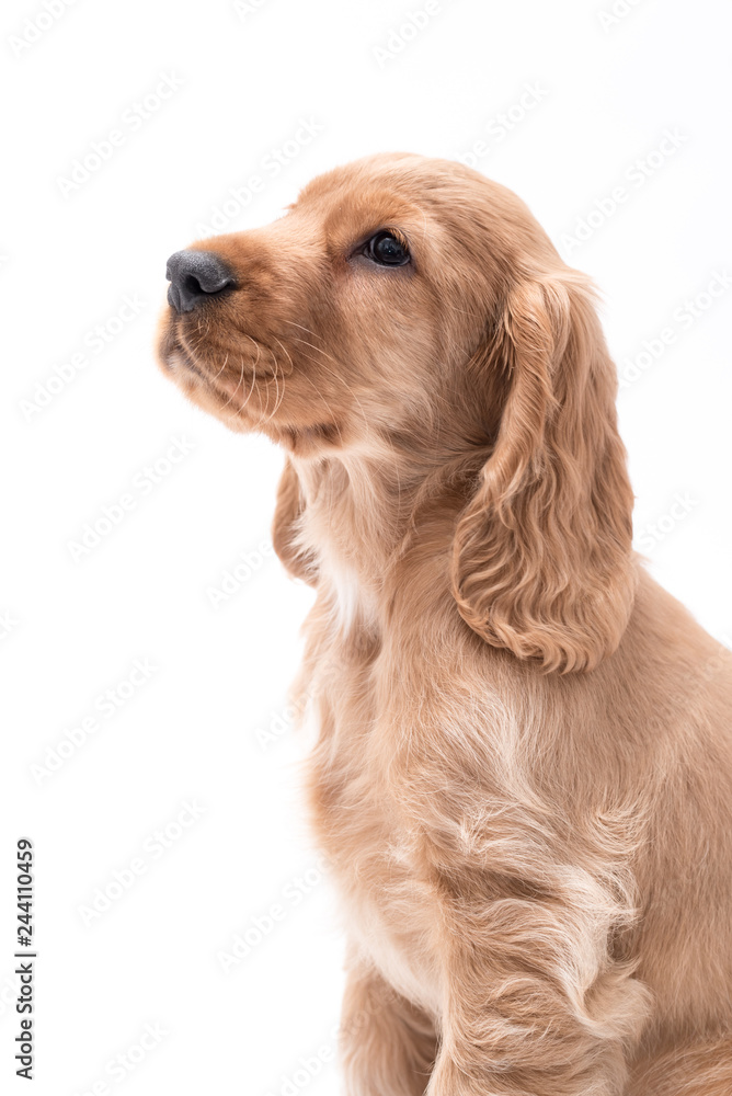 10 Week Old Cocker Spaniel Photoshoot