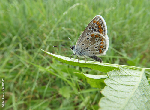 Wallpaper Mural Schmetterling Deutschlands - Himmelblauer Bläuling Torontodigital.ca